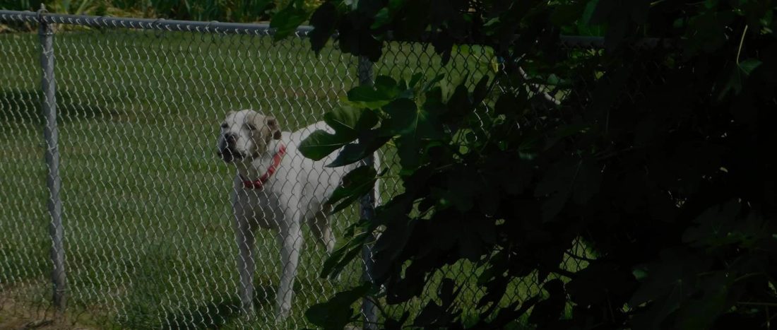 dog standing in backyard behind chain link fence