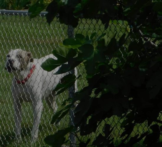 dog standing in backyard behind chain link fence